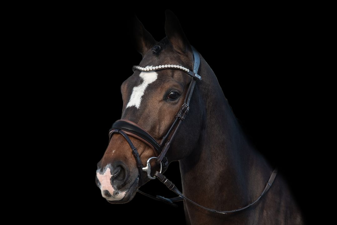 Bridles Bridles