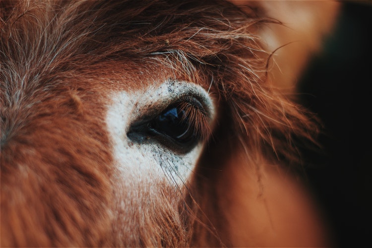 Elvenstar Horses Safe After Wildfire Evacuation